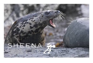 Grey Seals Fight  whiskers  mother  cow  mammal  animal  protective instinct  rocky shore   sea  Inishark  Island  Galway Ireland  photograph Giving Out.jpg Giving Out.jpg Giving Out.jpg Giving Out.jpg
